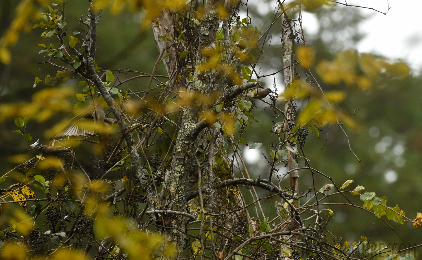 Bombycilla cedrorum [400 mm, 1/1250 sec at f / 7.1, ISO 2000]